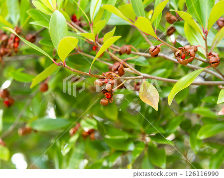 The burst fruit of the Japanese quince The burst fruit of the Japanese quince 126116990