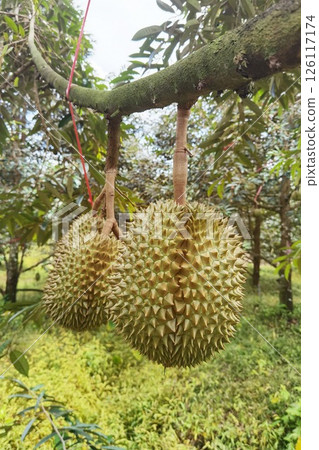 Close up of durians hanging 126117174