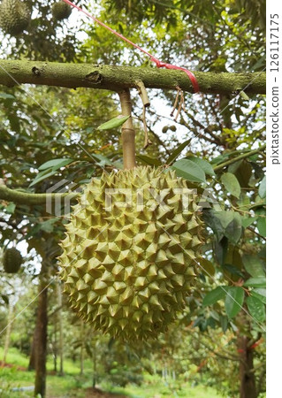 Close up of durians hanging  126117175