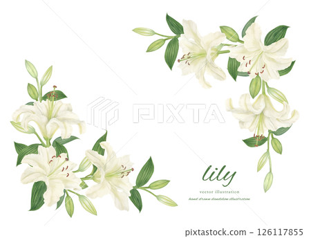Frame material of white lilies painted with watercolors 126117855