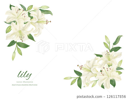 Frame material of white lilies painted with watercolors 126117856