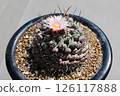仙人掌 Therocactus 睡獅 126117888
