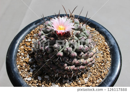 仙人掌 Therocactus 睡獅 仙人掌 Therocactus 睡獅 126117888