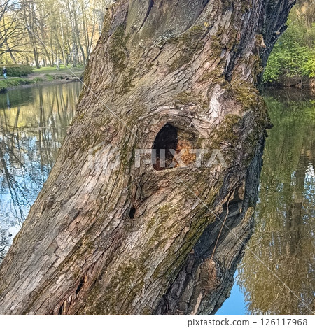 Close-up of weathered tree trunk with hollow cavity and moss-covered bark near calm body of water, natural decay in brown and red tones, concept of forestry, ecology, outdoor education Close-up of weathered tree trunk with hollow cavity and moss-covered bark near calm body of water, natural decay in brown and red tones, concept of forestry, ecology, outdoor education 126117968