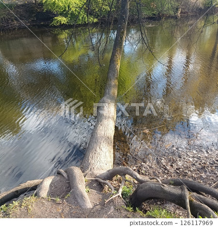 old tree trunk with moss-covered roots in park, textured bark and gnarled base near path and pond, concept of ancient nature, earthy textures and fairytale forest detail 126117969