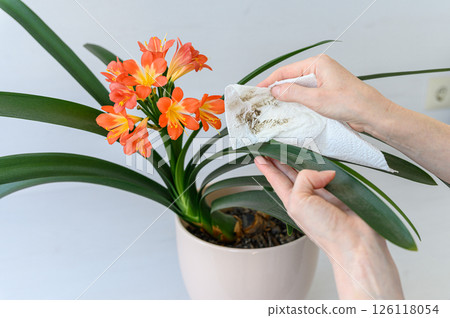 Female hands cleaning green leaves of blooming clivia plant. 126118054