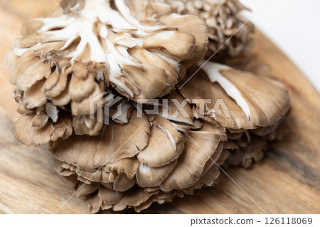 舞茸圖片（庫存照片） 126118069