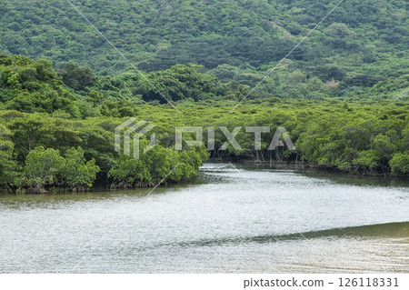 Mangrove forest of the Fukido River on Ishigaki Island 126118331