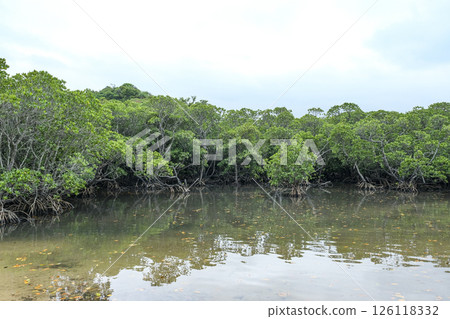 Mangrove forest of the Fukido River on Ishigaki Island 126118332