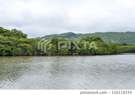 Mangrove forest of the Fukido River on Ishigaki Island Mangrove forest of the Fukido River on Ishigaki Island 126118334