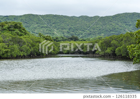 Mangrove forest of the Fukido River on Ishigaki Island Mangrove forest of the Fukido River on Ishigaki Island 126118335