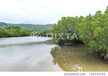 Mangrove forest of the Fukido River on Ishigaki Island Mangrove forest of the Fukido River on Ishigaki Island 126118336