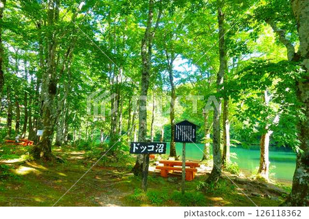 多科沼澤藏王鮮綠 多科沼澤藏王鮮綠 126118362