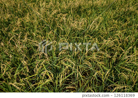 ear of rice, paddy, rice plant 126118369