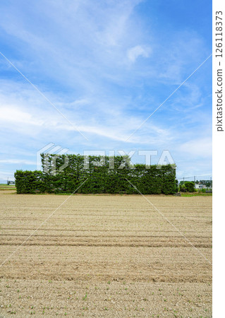 <Shimane Prefecture> Tsukijimatsu trees scattered across the Izumo Plain 126118373
