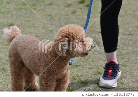 玩具貴賓犬散步 126118772