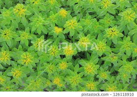 May flowers 126118910