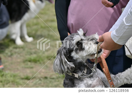 A playful dog and its owner, a miniature schnauzer 126118936