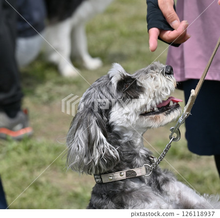 一隻頑皮的狗和它的主人，一隻迷你雪納瑞 126118937