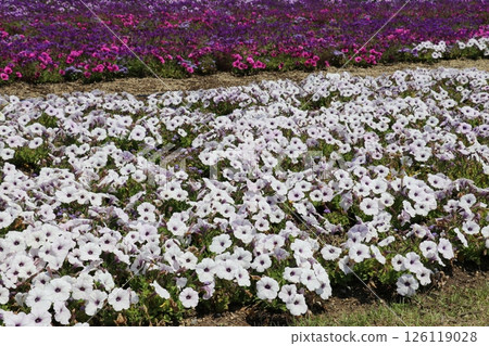 Petunia 126119028