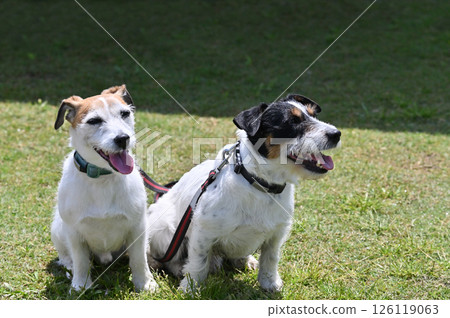 微笑友善的狗狗傑克羅素梗 126119063