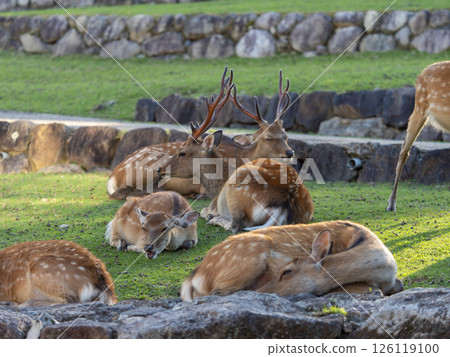 奈良公園的鹿吃完後休息 126119100