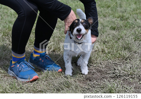 A woman is happy playing with her beloved dog, Jack Russell Terrier A woman is happy playing with her beloved dog, Jack Russell Terrier 126119155