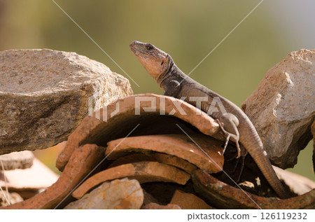 Male Gran Canaria giant lizard. Male Gran Canaria giant lizard. 126119232