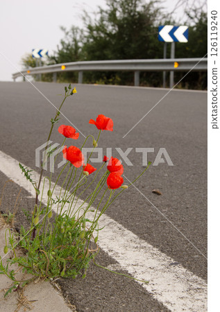 Common poppy in bloom. Common poppy in bloom. 126119240