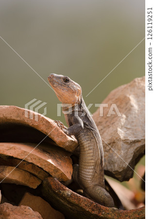 Male Gran Canaria giant lizard. 126119251