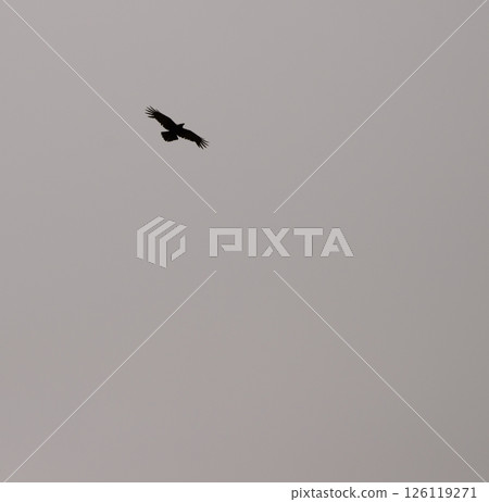 Common raven in flight. Common raven in flight. 126119271