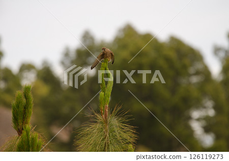 Common kestrel Falco tinnunculus canariensis. Common kestrel Falco tinnunculus canariensis. 126119273