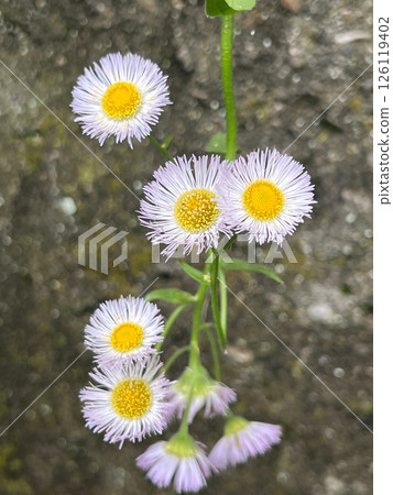 A pretty flower, a daisy flower, a small and cute flower, a pale pink flower, a flower with many thin petals 126119402
