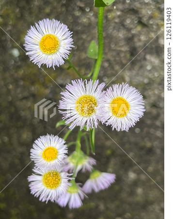 A pretty flower, a daisy flower, a small and cute flower, a pale pink flower, a flower with many thin petals 126119403