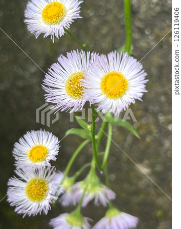 A pretty flower, a daisy flower, a small and cute flower, a pale pink flower, a flower with many thin petals 126119406