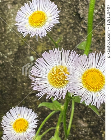 A pretty flower, a daisy flower, a small and cute flower, a pale pink flower, a flower with many thin petals 126119407