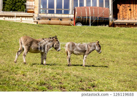 South Tyrol, Italy grazing donkeys in Dolomites 126119688