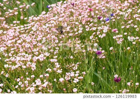 Pink flower field and swallowtail butterfly Pink flower field and swallowtail butterfly 126119983