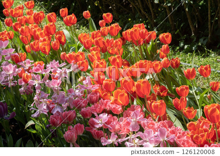 tulip tulip 126120008