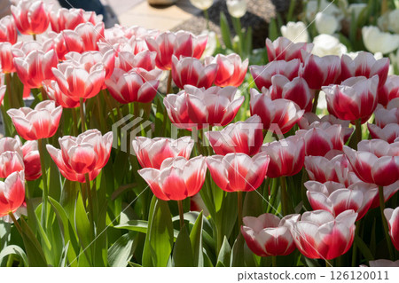 tulip tulip 126120011