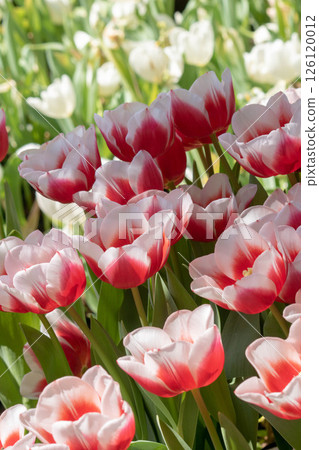 tulip tulip 126120012