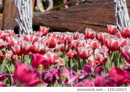 tulip 126120023