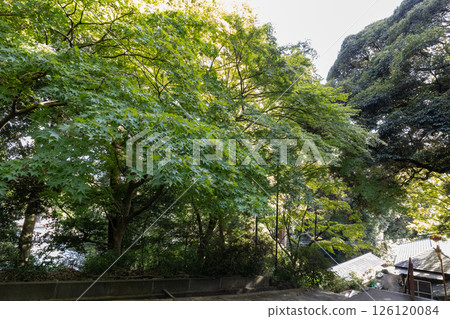 筑波山神社境內的秋日風景 126120084