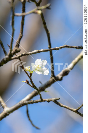 福爾摩沙櫻 126120094