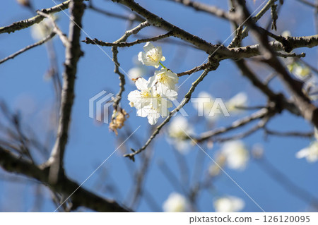 Formosa cherry 126120095