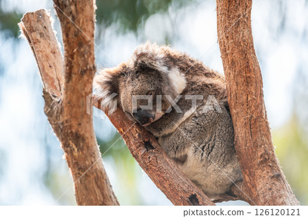 Australian koala sitting on tree branch 126120121
