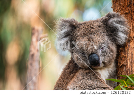 Australian koala sitting on tree branch Australian koala sitting on tree branch 126120122