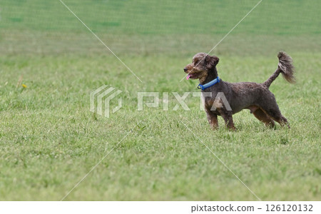 Toy poodle playing in a dog run 126120132