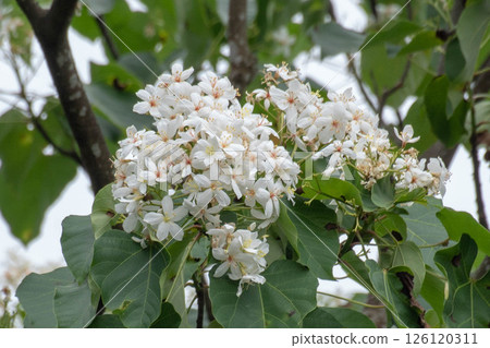 Tung flower Tung flower 126120311