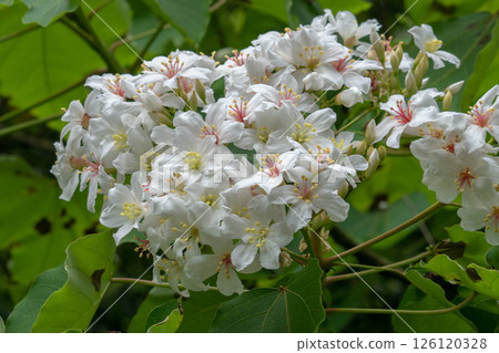 Tung flower Tung flower 126120328